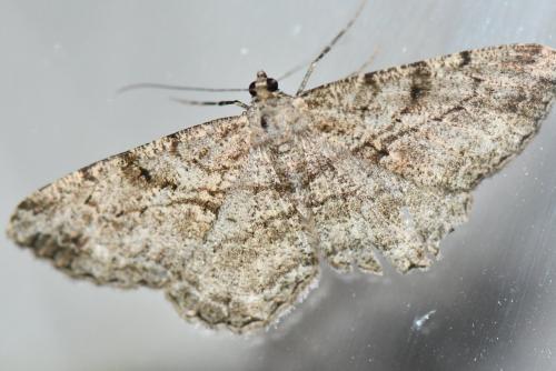 Réf. 291 315 : Peribatodes rhomboidaria